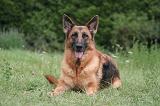 BERGER ALLEMAND 1223